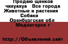 Продаю щенков чихуахуа - Все города Животные и растения » Собаки   . Оренбургская обл.,Медногорск г.